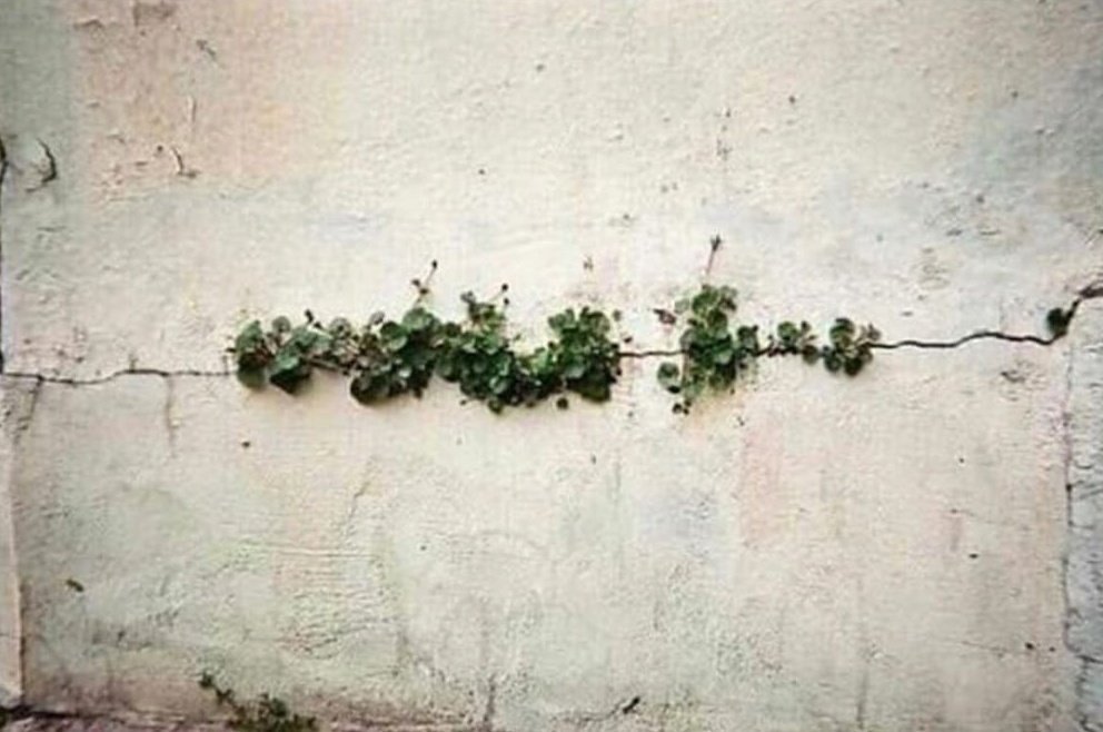 Triple Plug Generation